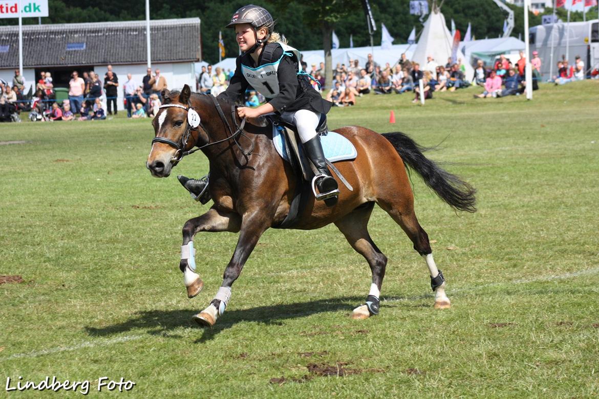 Anden særlig race tarzan (min stjerne) - fuld galop pony derby dyreskuet 2014 billede 1