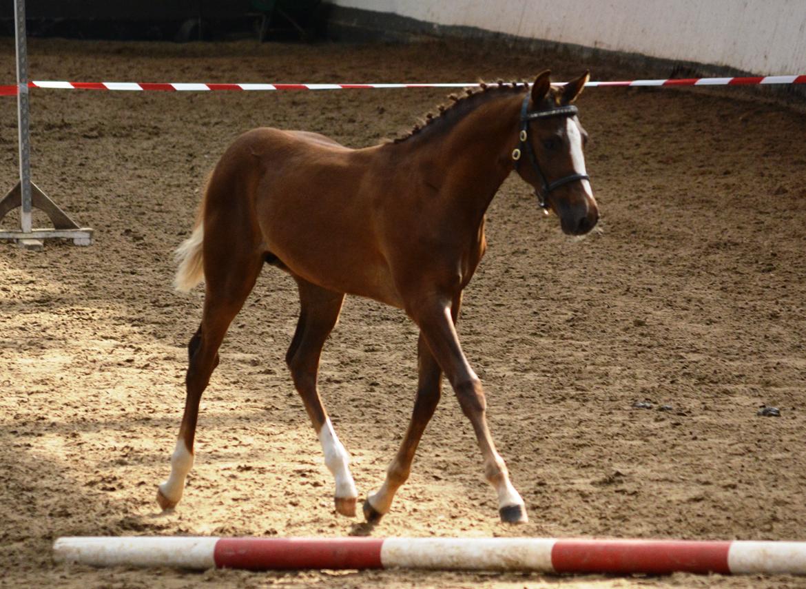 DSP Lykkebo Double Up billede 17