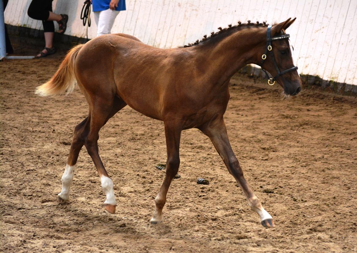 DSP Lykkebo Double Up billede 18