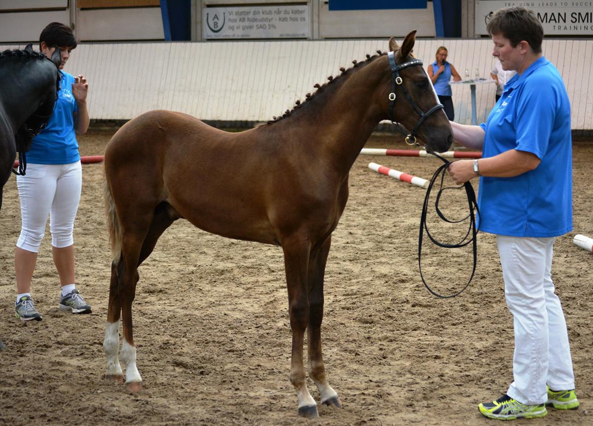 DSP Lykkebo Double Up billede 19