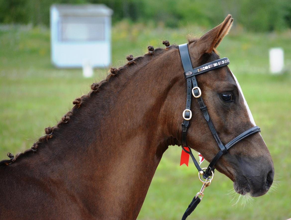 DSP Lykkebo Double Up billede 20