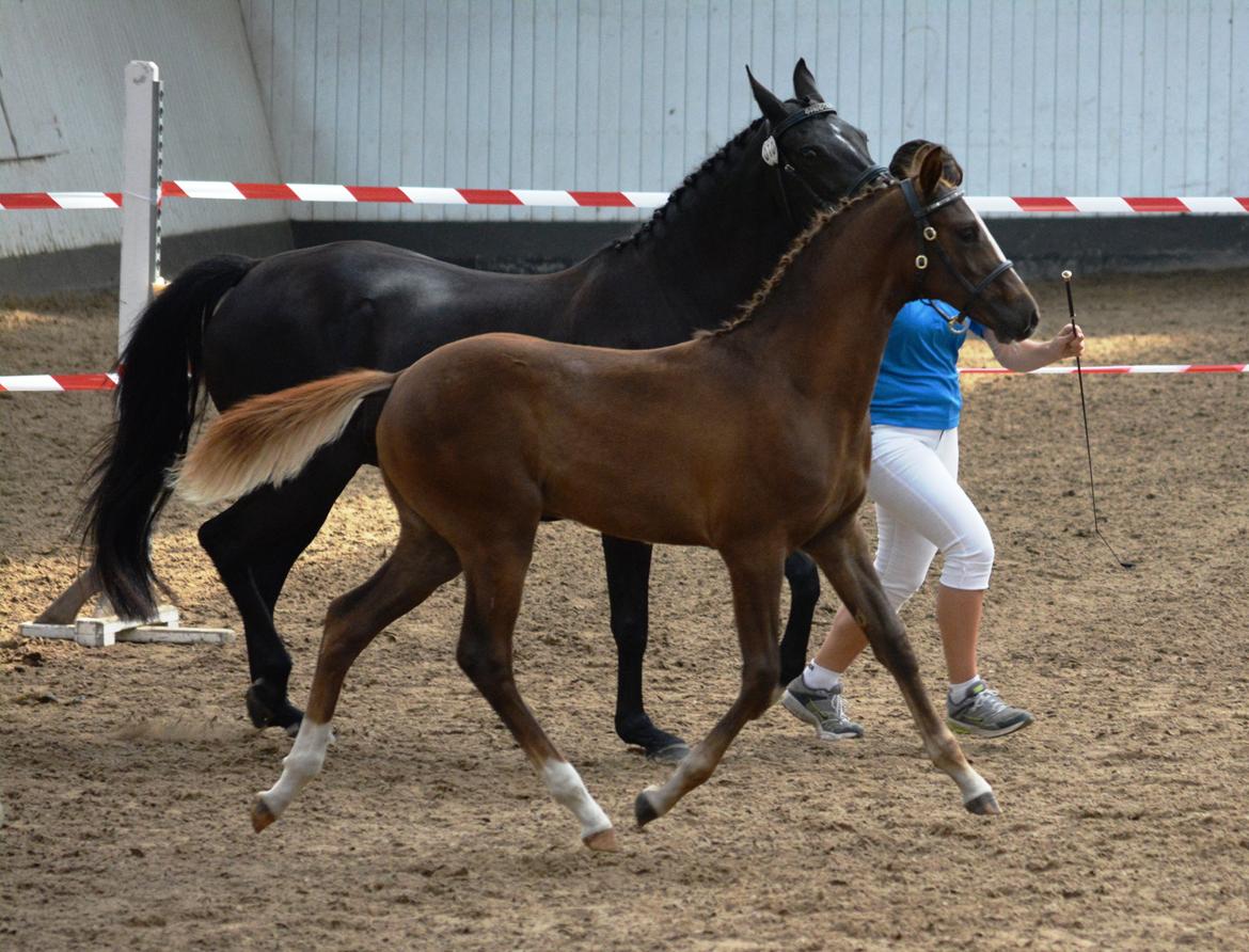 DSP Lykkebo Double Up billede 16