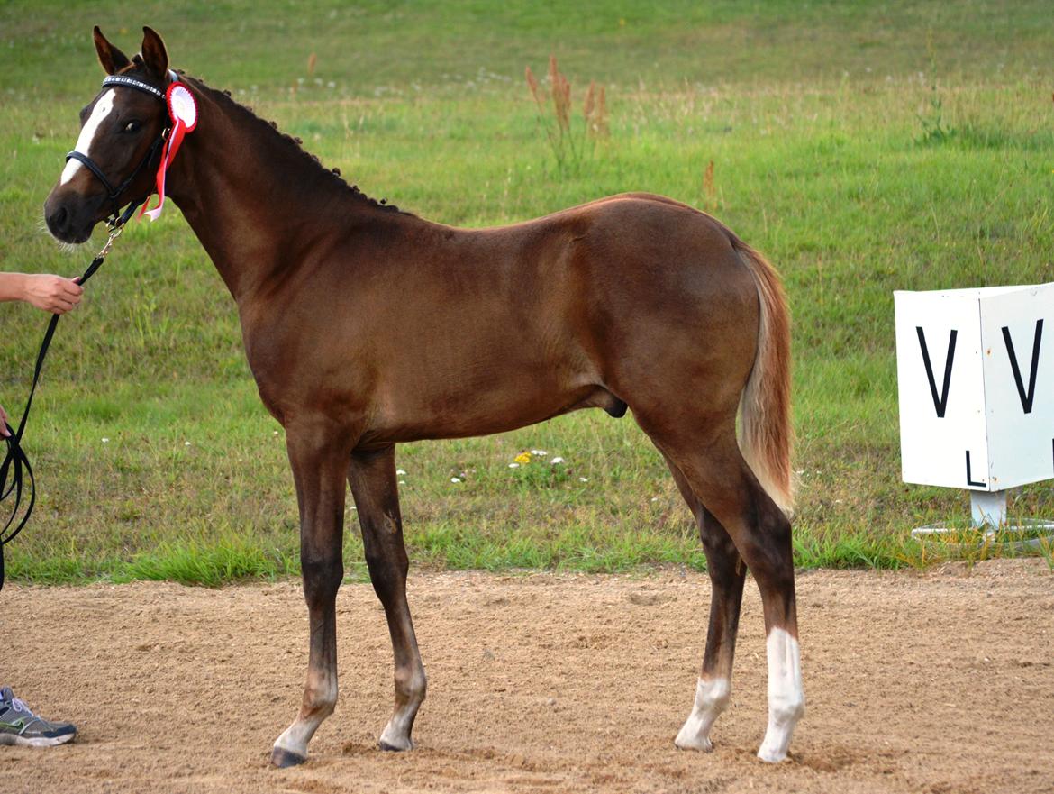 DSP Lykkebo Double Up - 1.08.14. Følskue , udtaget til Eliteskuet billede 1