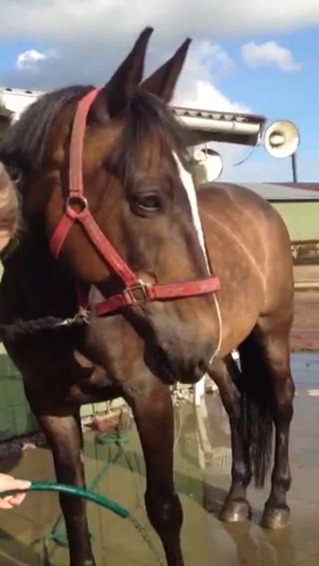 Oldenborg Pirana billede 19