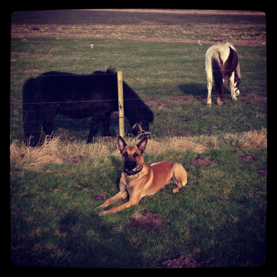 Pinto Blade  (låne pony) billede 4