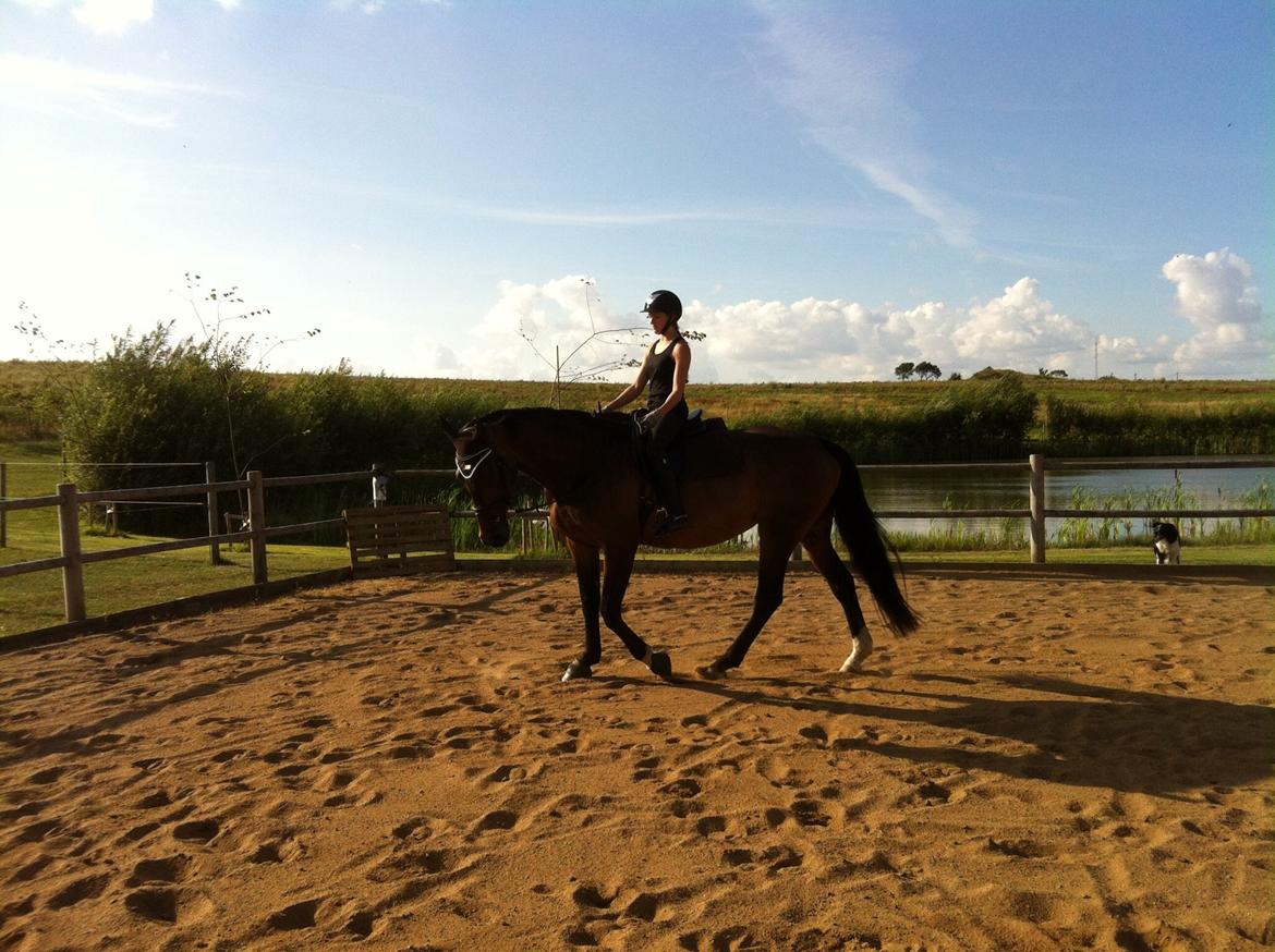 Dansk Varmblod Miss Fiona (Fifi) billede 11