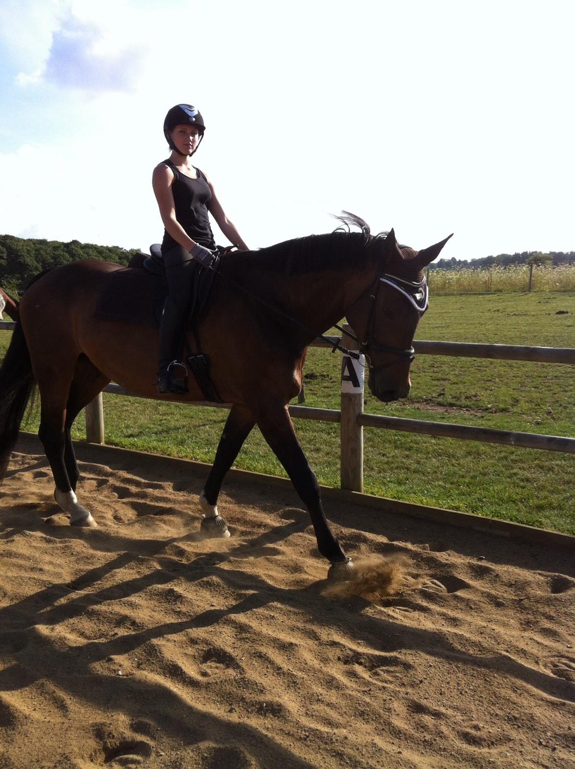 Dansk Varmblod Miss Fiona (Fifi) billede 13