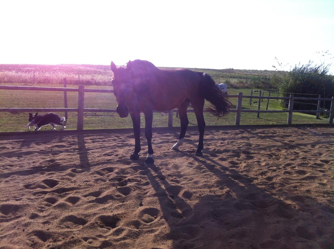 Dansk Varmblod Miss Fiona (Fifi) billede 9