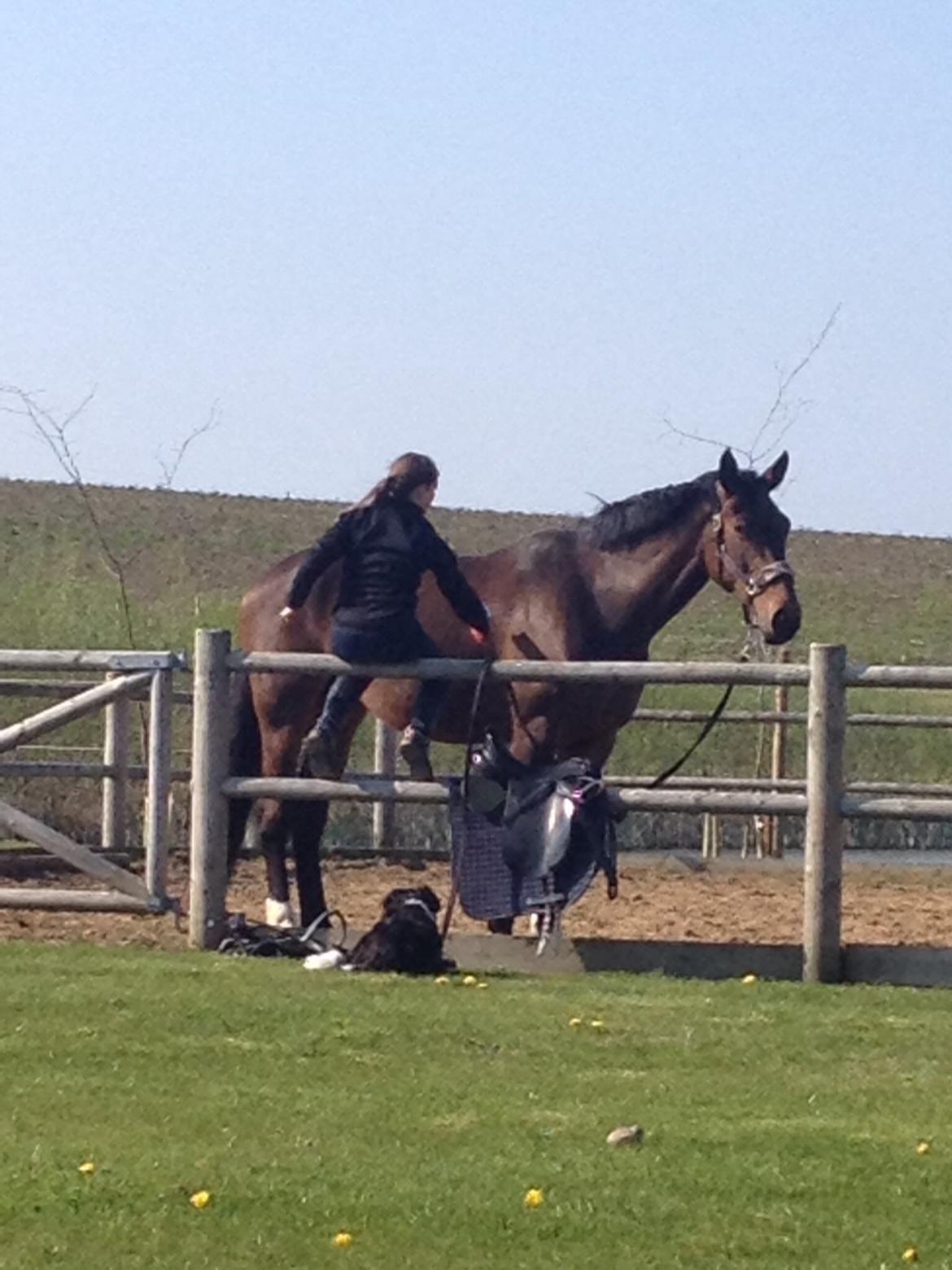 Dansk Varmblod Miss Fiona (Fifi) billede 7