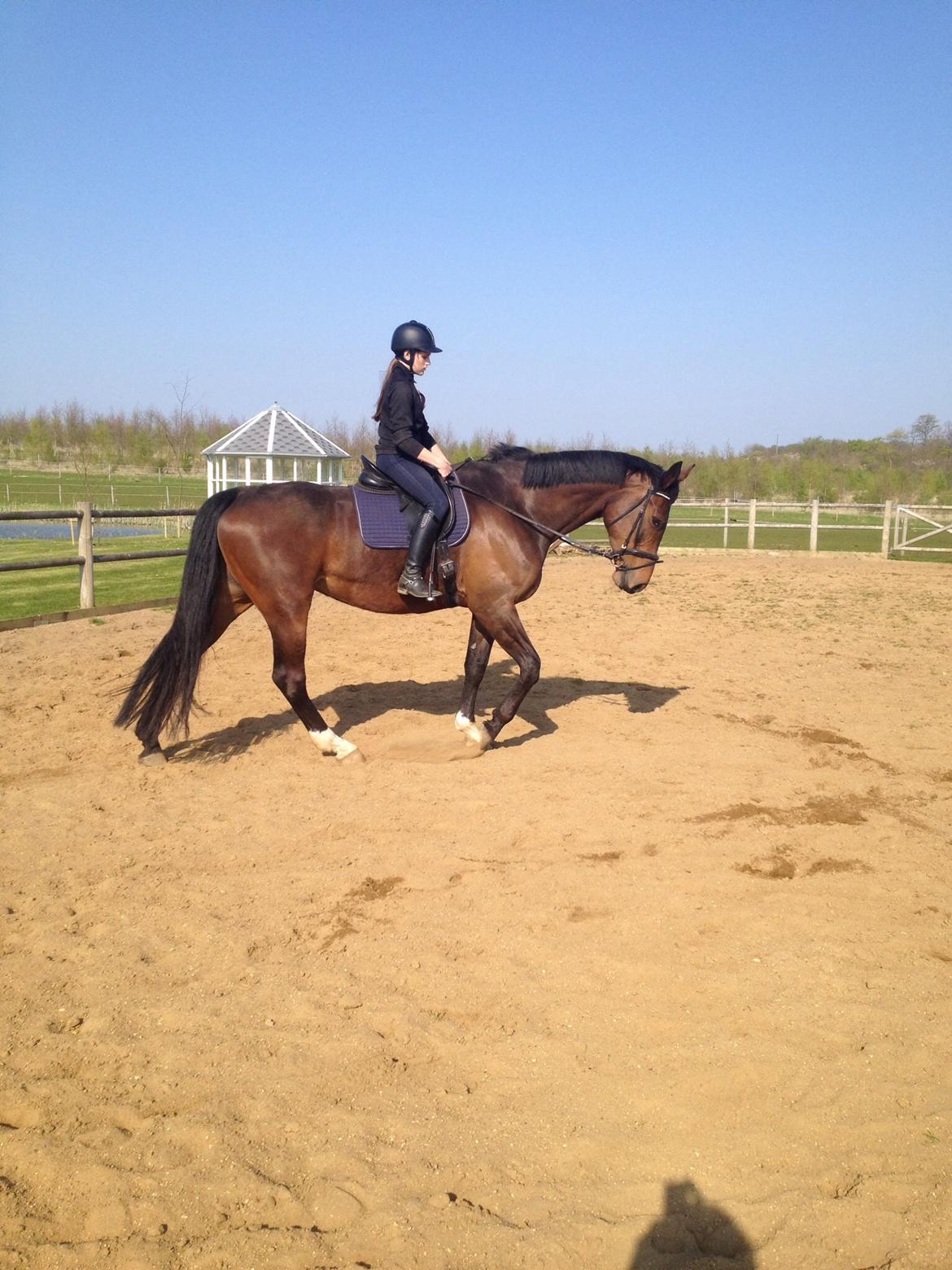 Dansk Varmblod Miss Fiona (Fifi) billede 8