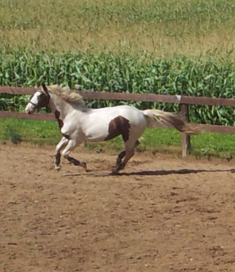 Pinto Aston A Kila billede 23