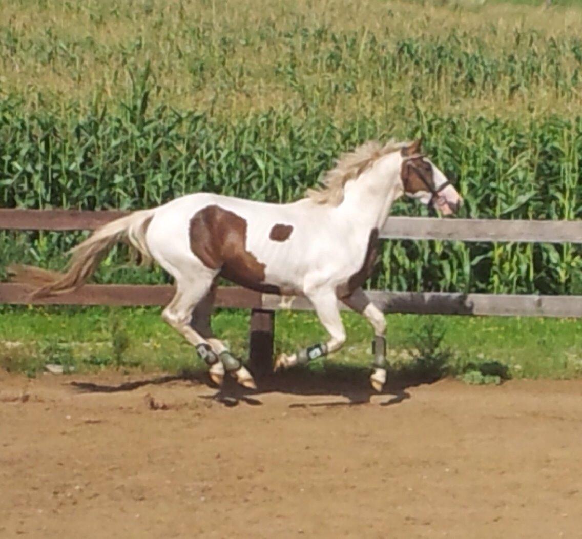 Pinto Aston A Kila billede 19