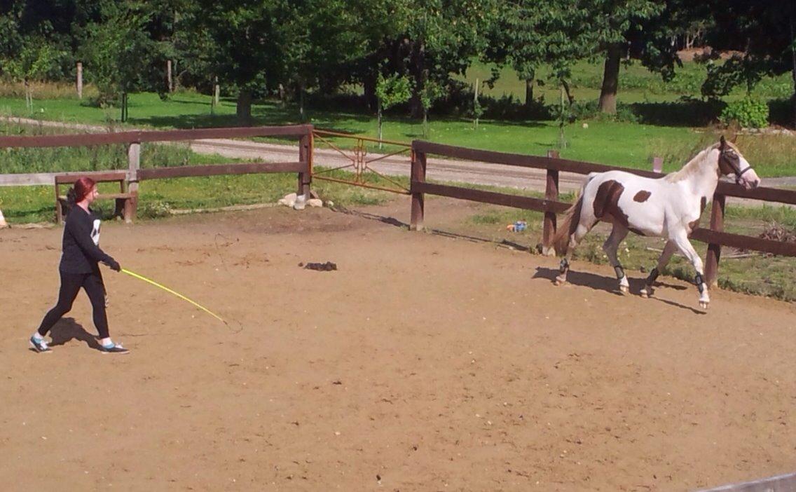 Pinto Aston A Kila billede 24