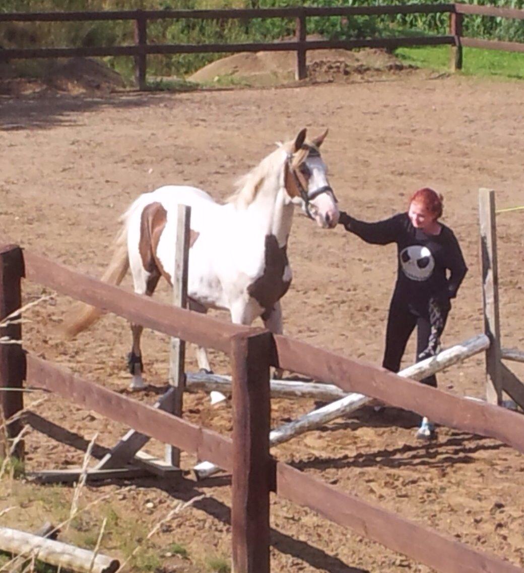 Pinto Aston A Kila billede 25