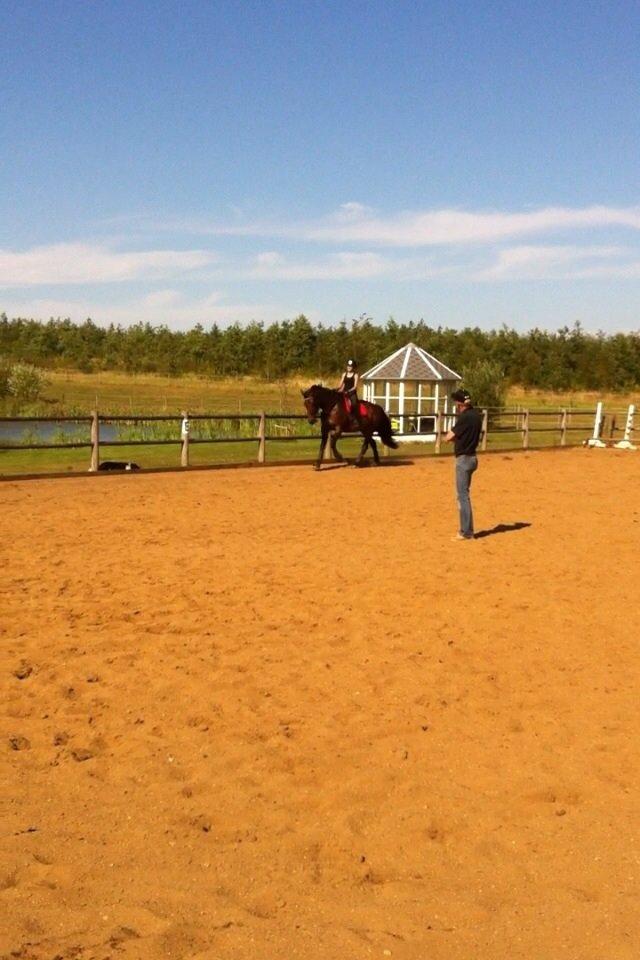 Dansk Varmblod Miss Fiona (Fifi) billede 15