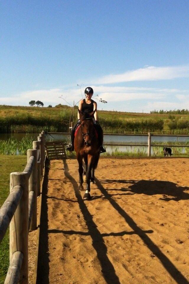 Dansk Varmblod Miss Fiona (Fifi) billede 16