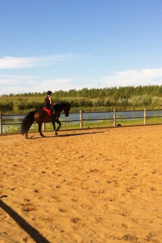 Dansk Varmblod Miss Fiona (Fifi) billede 18