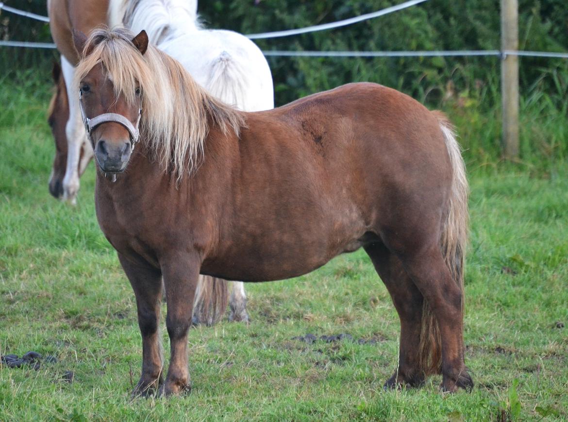 Shetlænder Isabella<3 billede 7