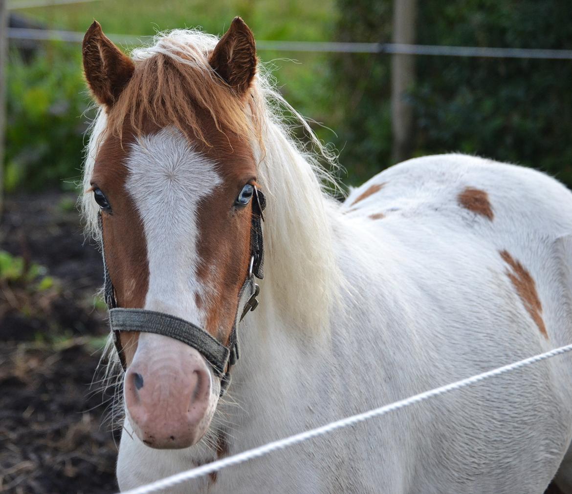 Shetlænder Bianca billede 4