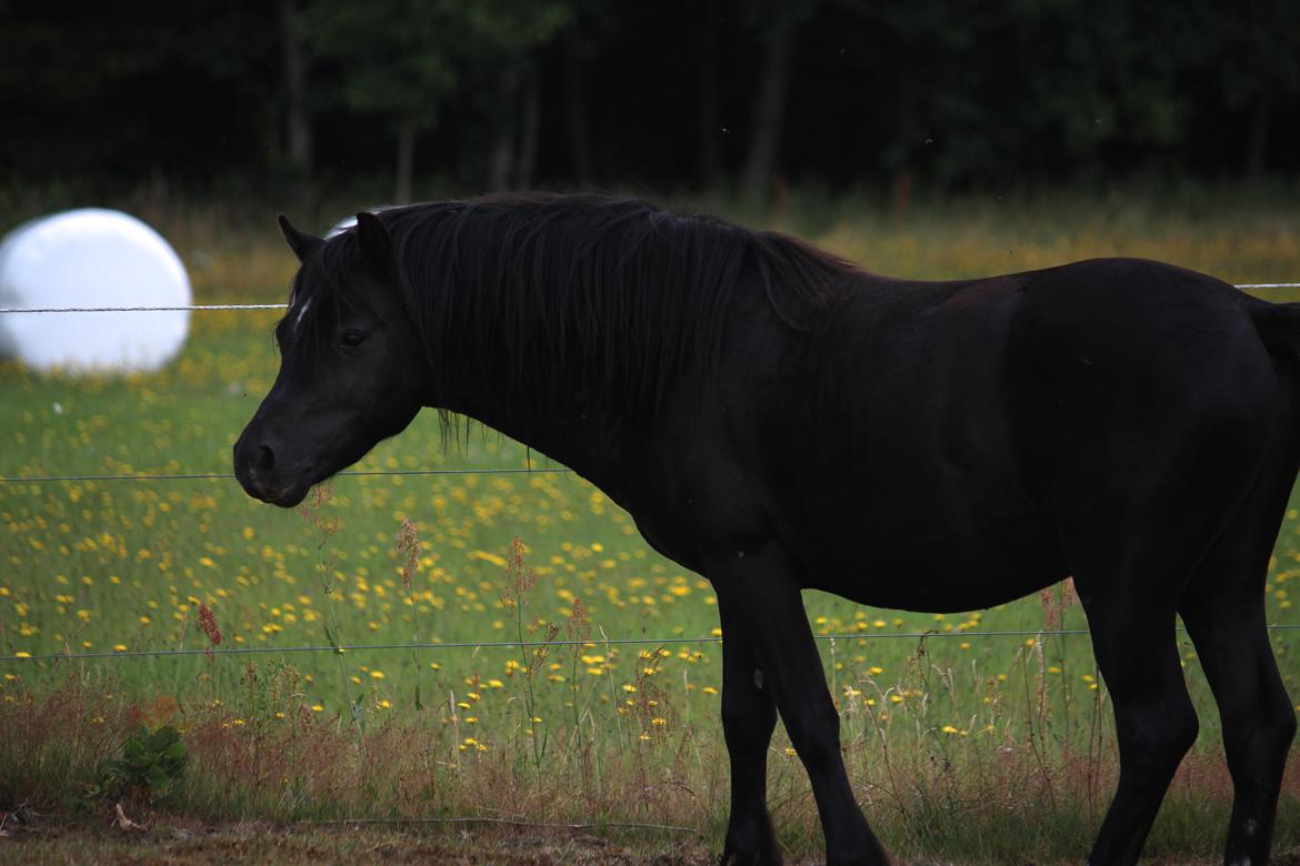 Welsh Mountain (sec A) Laibeks Picasso billede 17