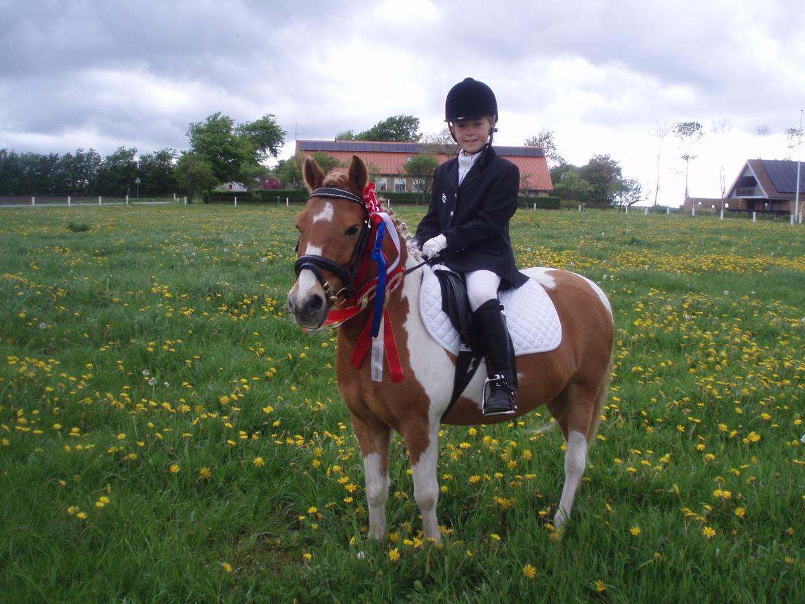 Anden særlig race Viktor UDLÅNT billede 1