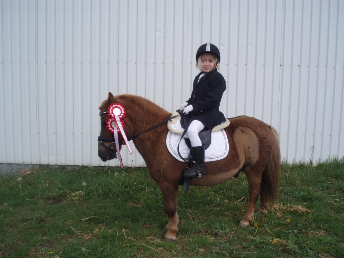 Shetlænder Duga Juel (SOLGT) billede 1