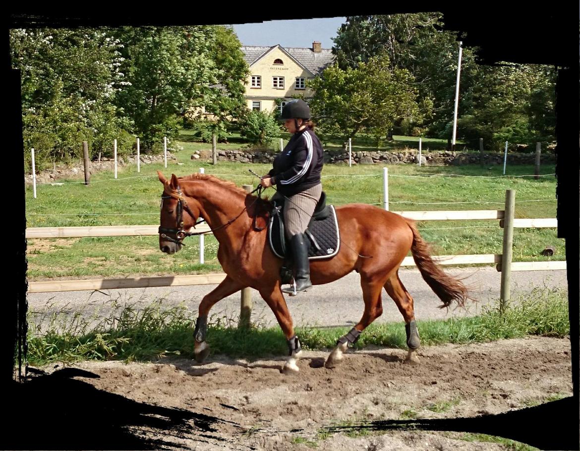 Frederiksborg Brunholms Tristan billede 2