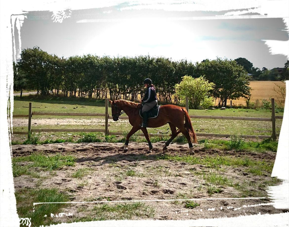 Frederiksborg Brunholms Tristan billede 18