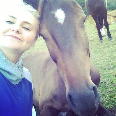 Dansk Varmblod Baunehøjens Samour billede 11