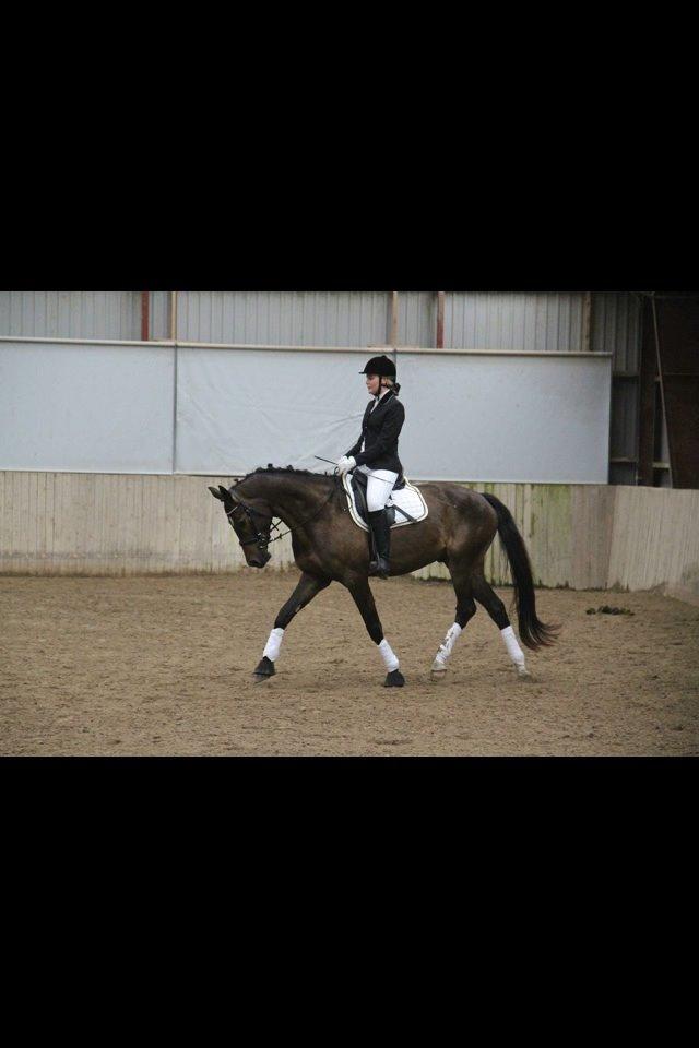 Dansk Varmblod Baunehøjens Samour billede 15