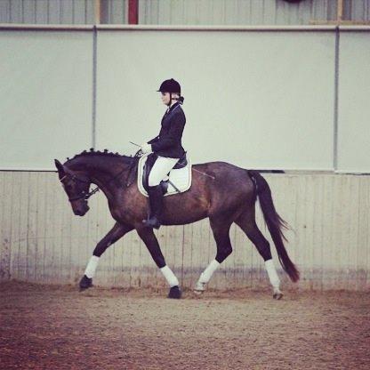 Dansk Varmblod Baunehøjens Samour billede 16