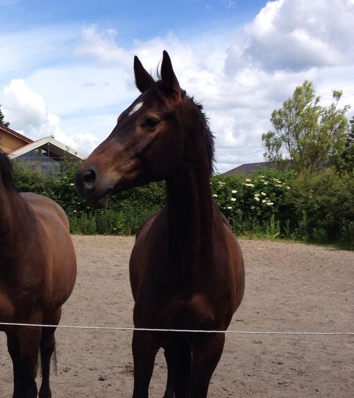 Dansk Varmblod Baunehøjens Samour billede 17