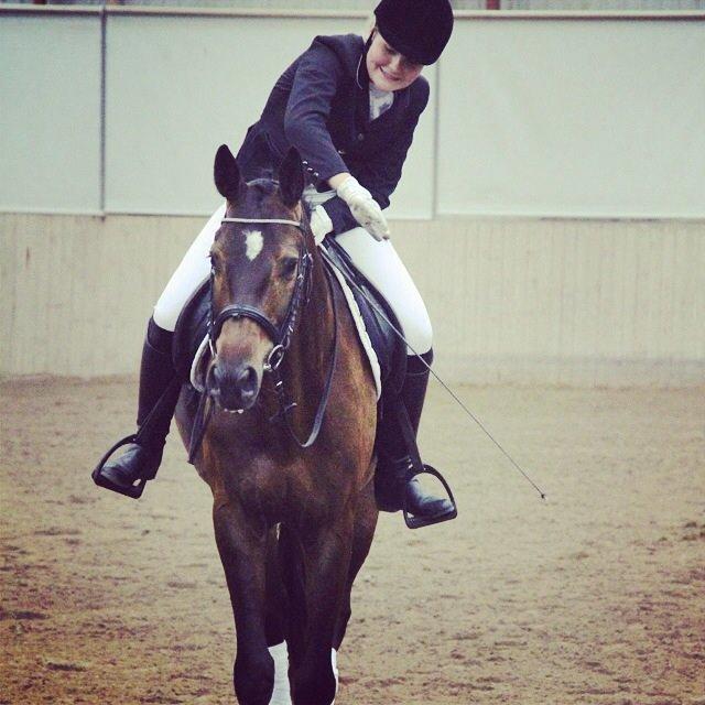 Dansk Varmblod Baunehøjens Samour billede 18