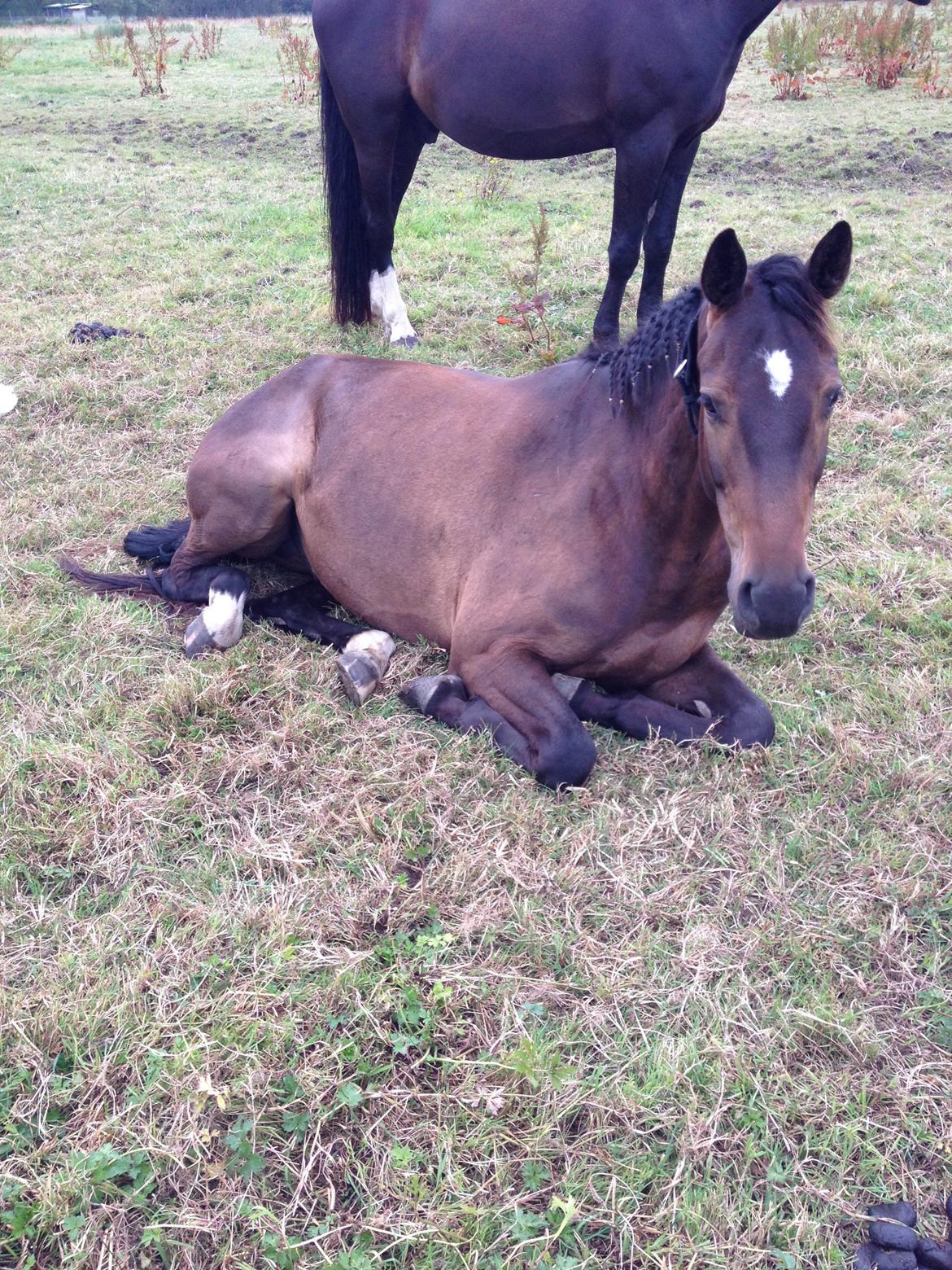 Dansk Varmblod Baunehøjens Samour billede 19