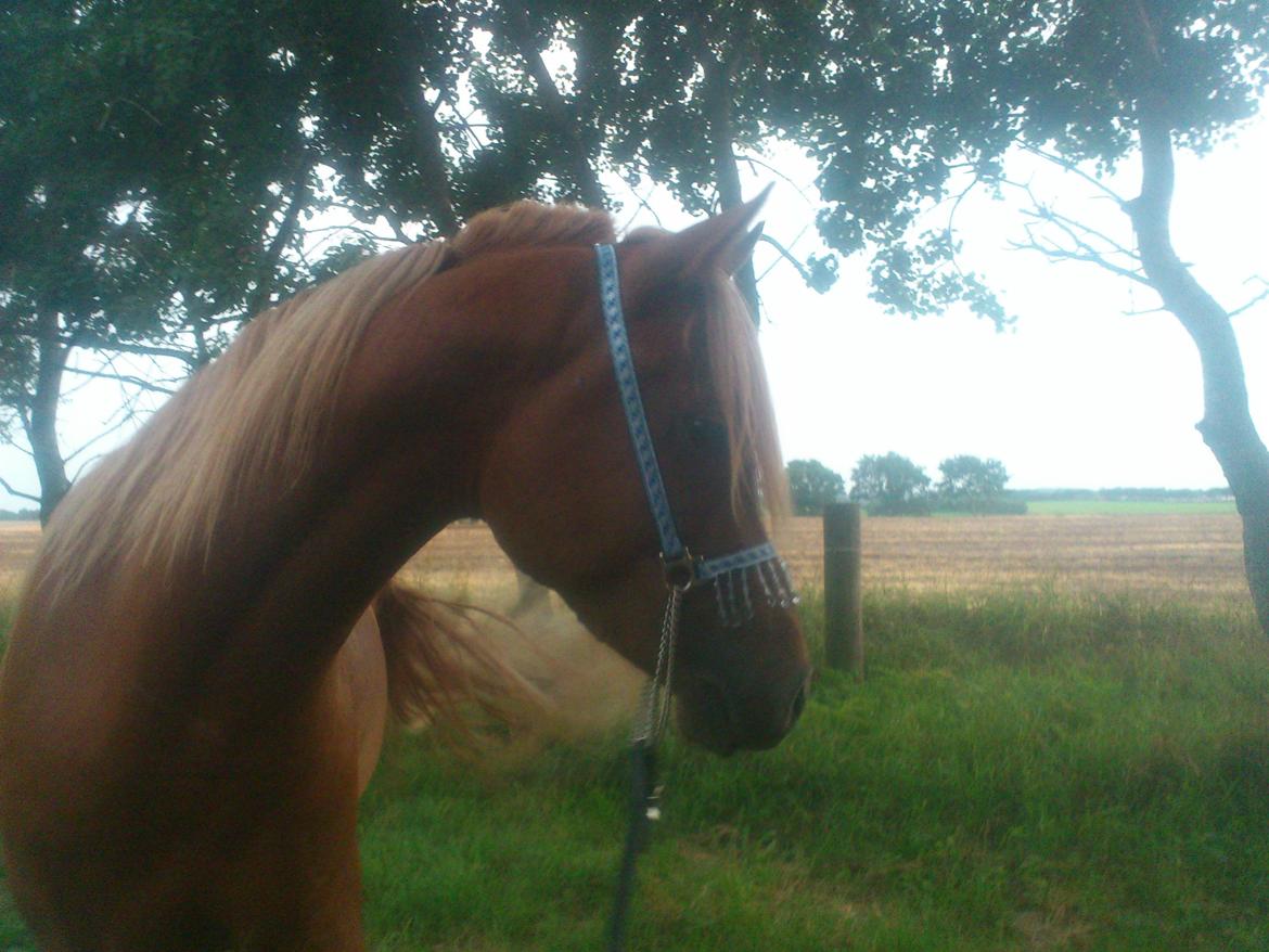 Arabisk fuldblod (OX) KI Gharib ox *Ribber* - *SOLGT* billede 9