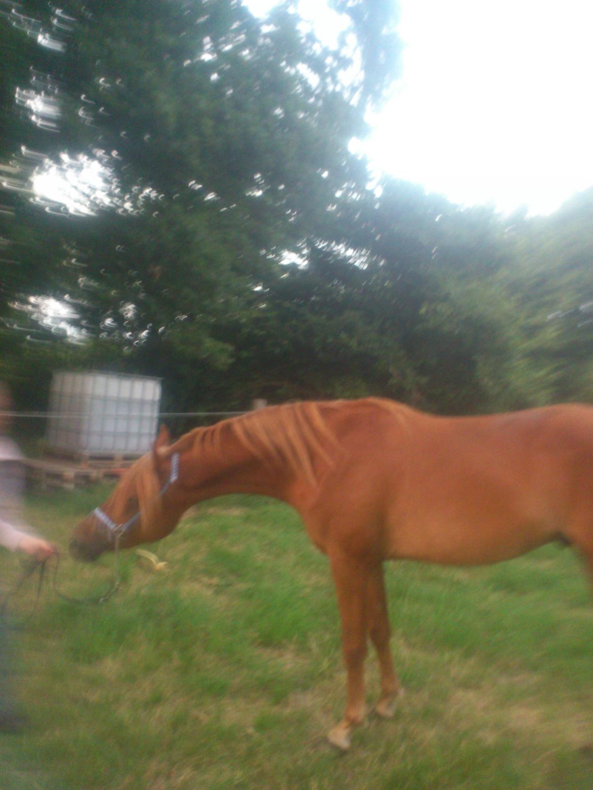 Arabisk fuldblod (OX) KI Gharib ox *Ribber* - *SOLGT* billede 10