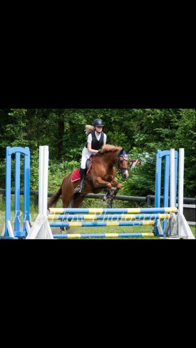 New Forest Marquis De Rebel billede 7