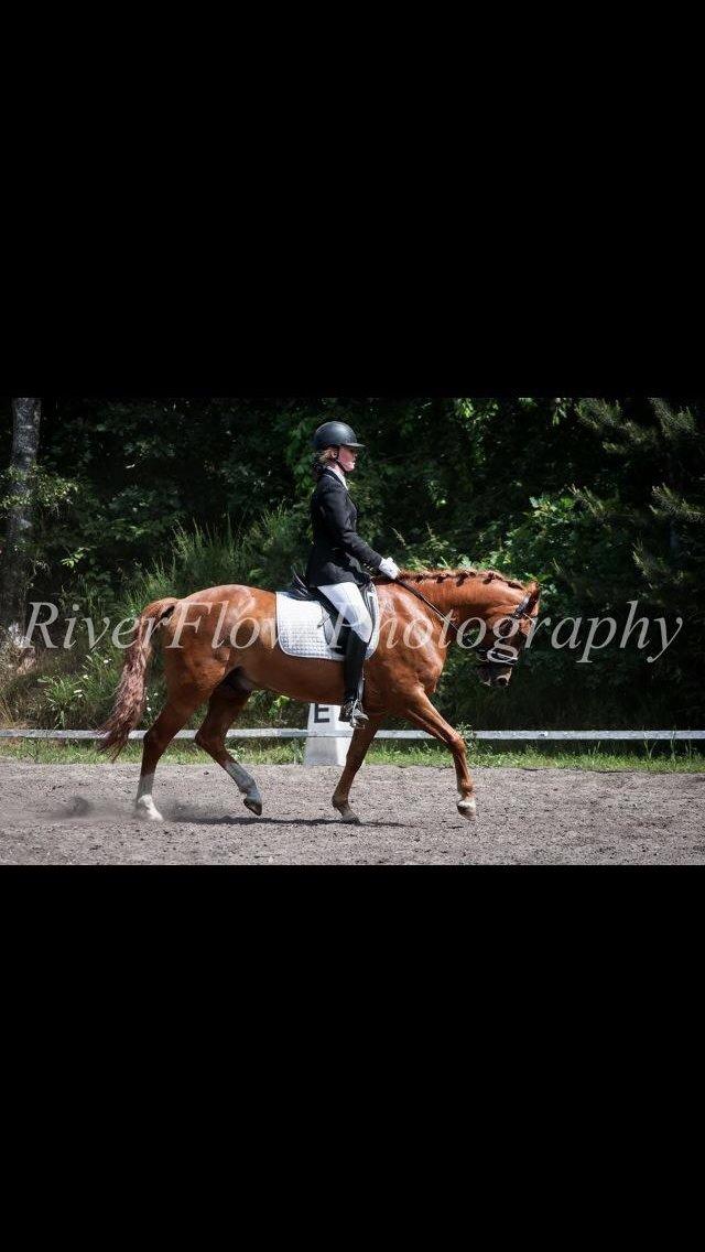 New Forest Marquis De Rebel billede 9