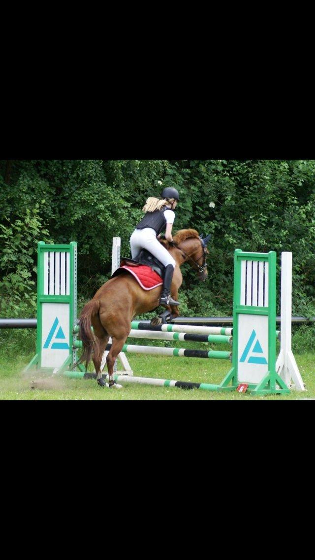 New Forest Marquis De Rebel billede 10