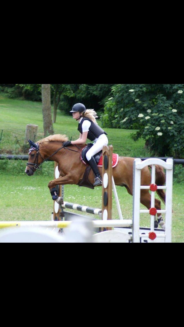 New Forest Marquis De Rebel billede 11