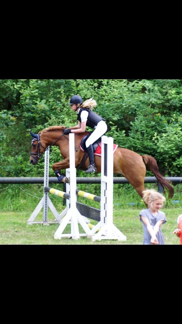 New Forest Marquis De Rebel billede 12