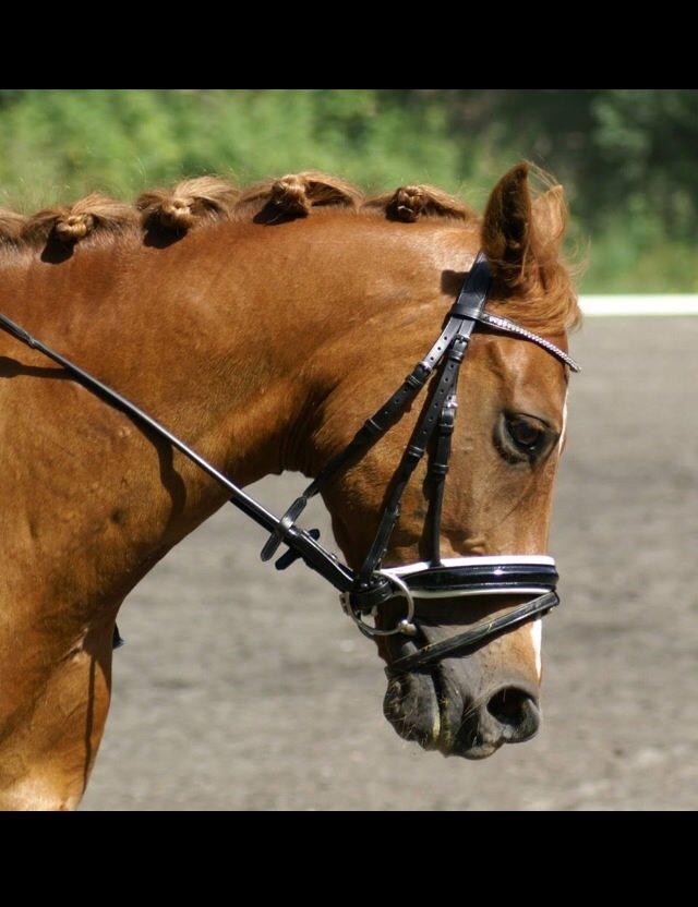 New Forest Marquis De Rebel billede 13