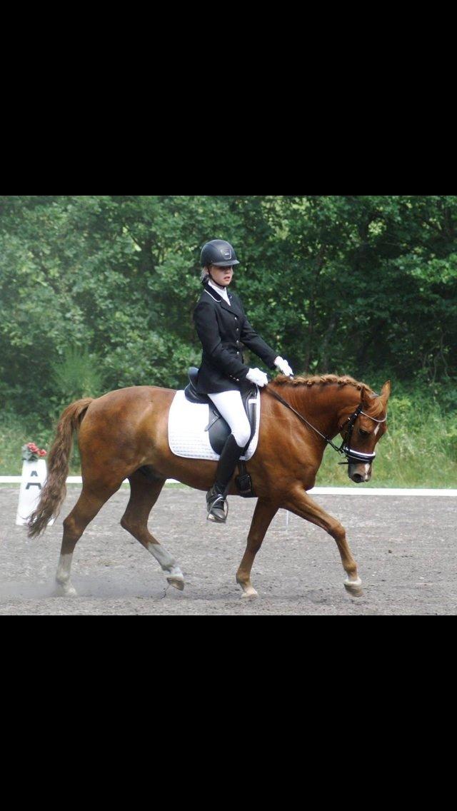 New Forest Marquis De Rebel billede 14