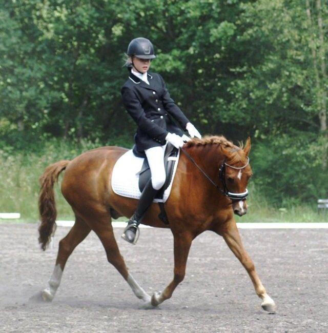 New Forest Marquis De Rebel billede 15