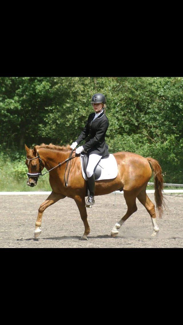 New Forest Marquis De Rebel billede 16