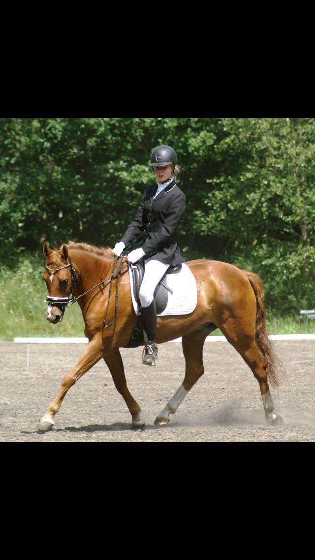 New Forest Marquis De Rebel billede 17