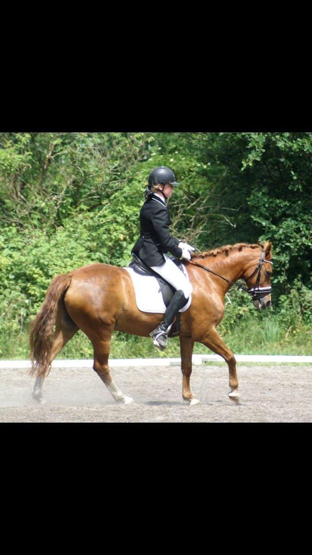 New Forest Marquis De Rebel billede 18