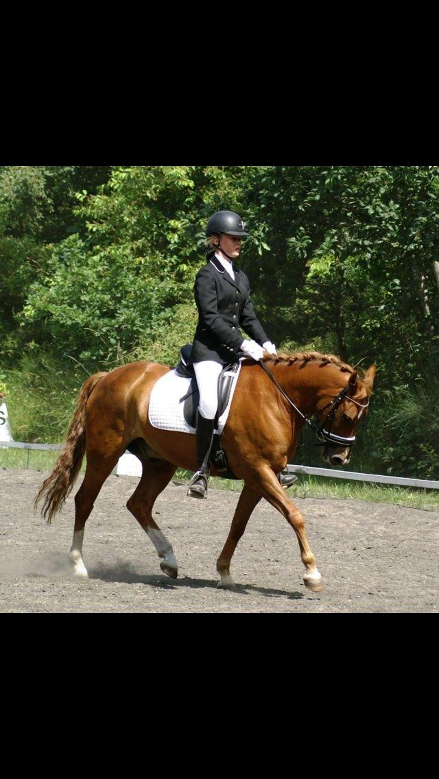 New Forest Marquis De Rebel billede 19