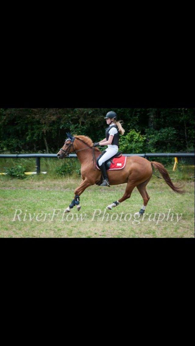 New Forest Marquis De Rebel billede 20