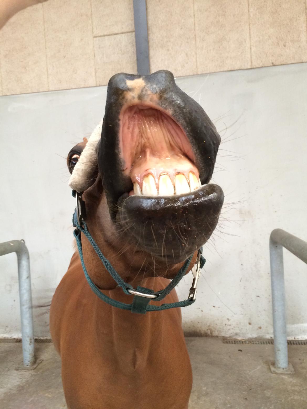 New Forest Marquis De Rebel billede 21